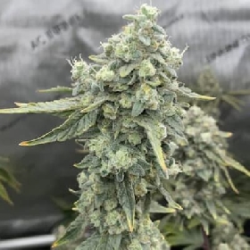 Boof Boss > Elev8 Seeds